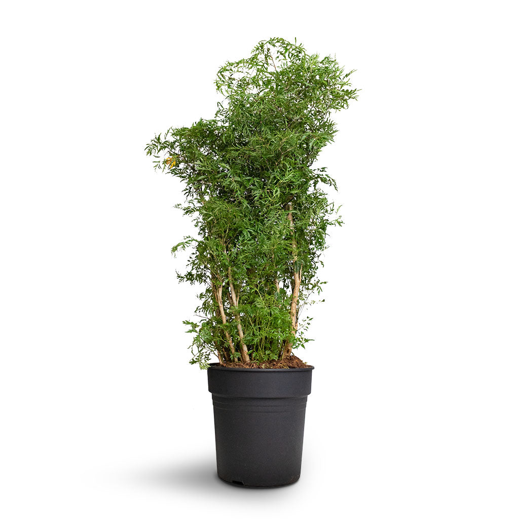 Polyscias Ming - Aralia Ming