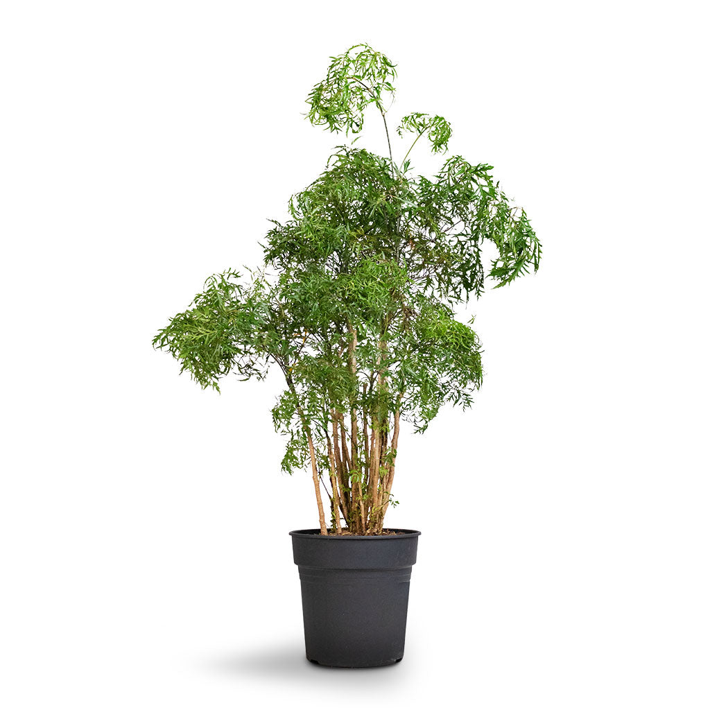 Polyscias Ming - Aralia Ming