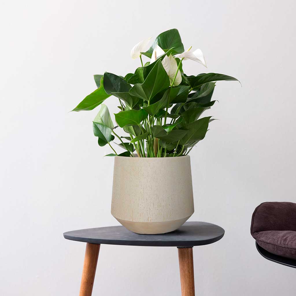 Raindrop Tube Round Planter - Stone - Indoor Houseplant