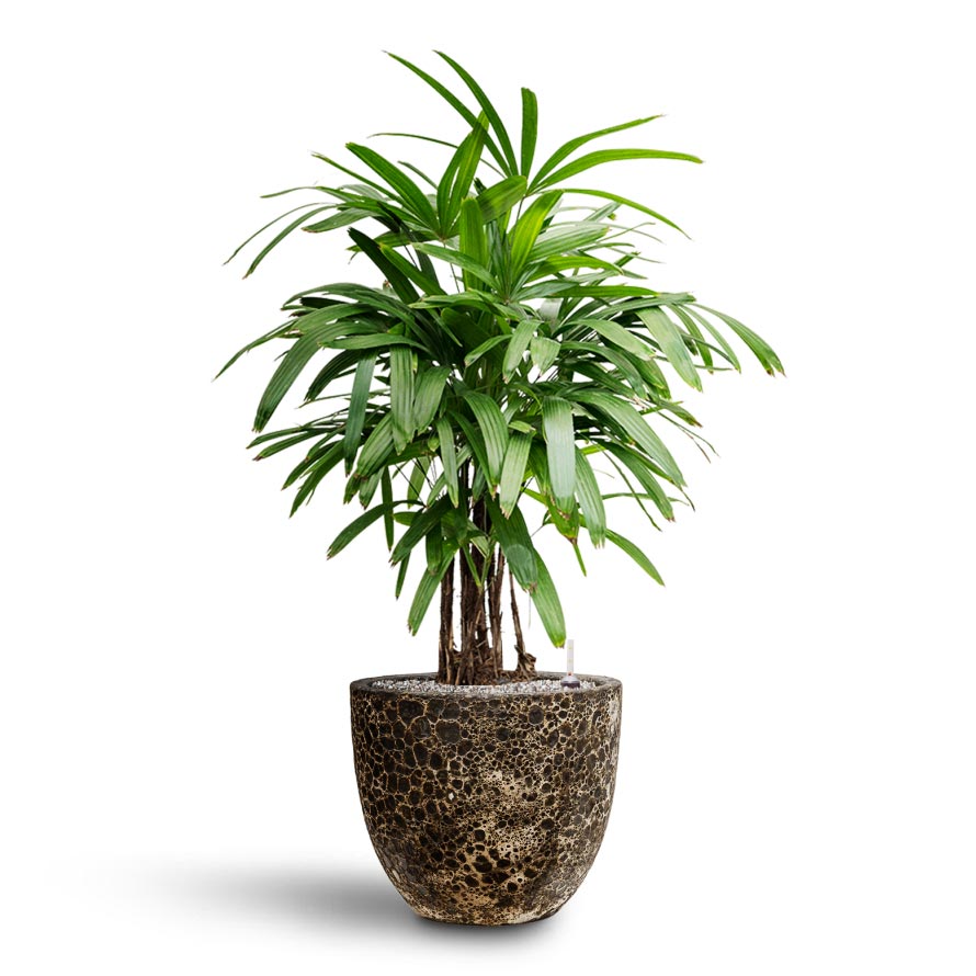 Rhapis excelsa - Lady Palm - Hydroculture Lava Couple Relic Planter -Black