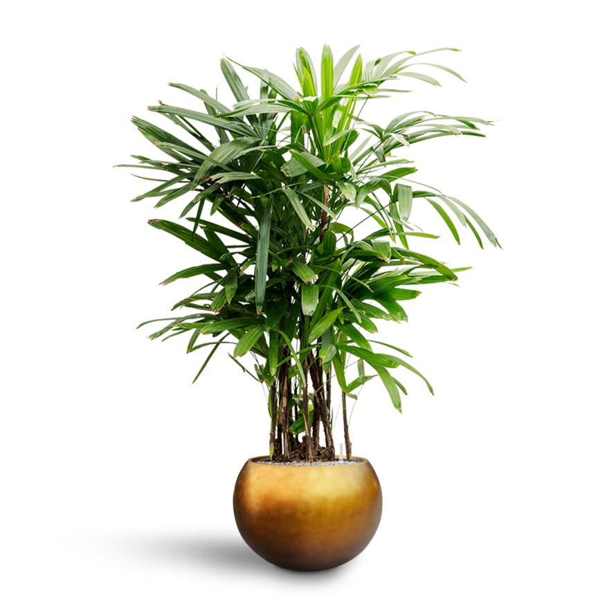 Rhapis excelsa - Lady Palm - Hydroculture Metallic Globe Plant Pot - Matt Honey