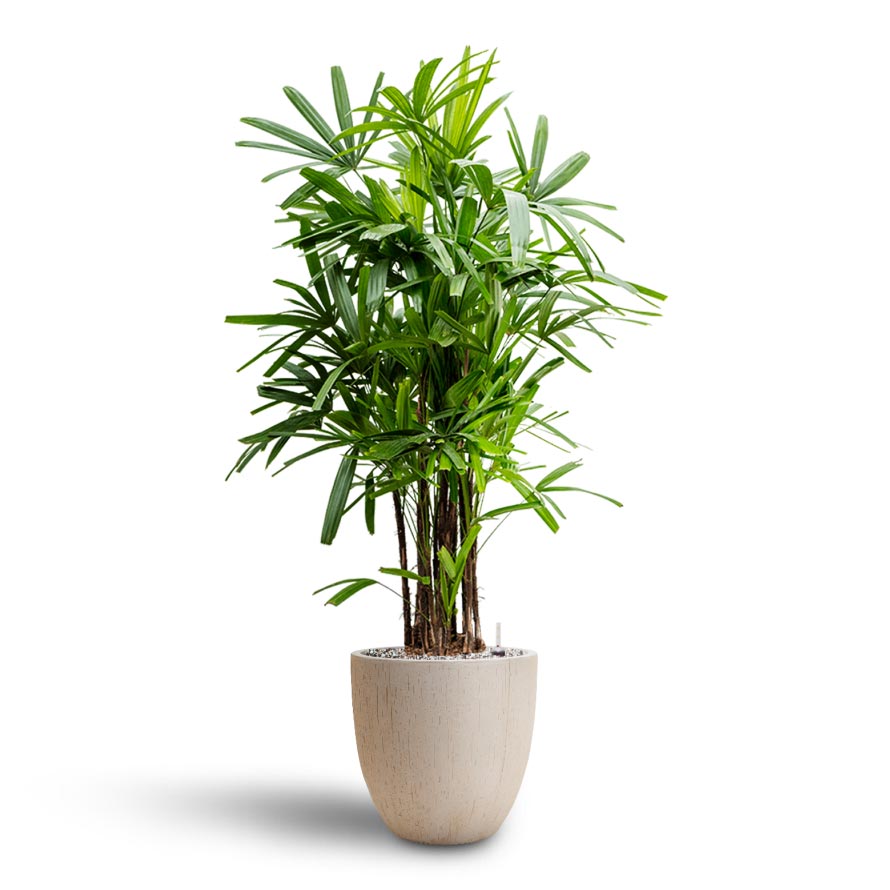 Rhapis excelsa - Lady Palm - Hydroculture & Raindrop Egg Planter - Stone