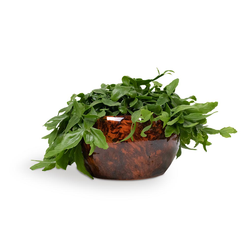 Rhipsalis crispata - Mistletoe Cactus Houseplant & Kae Plant Bowl - Cayenne
