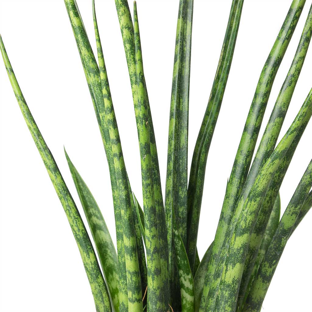 Sansevieria Fernwood Mikado - Snake Plant Stems