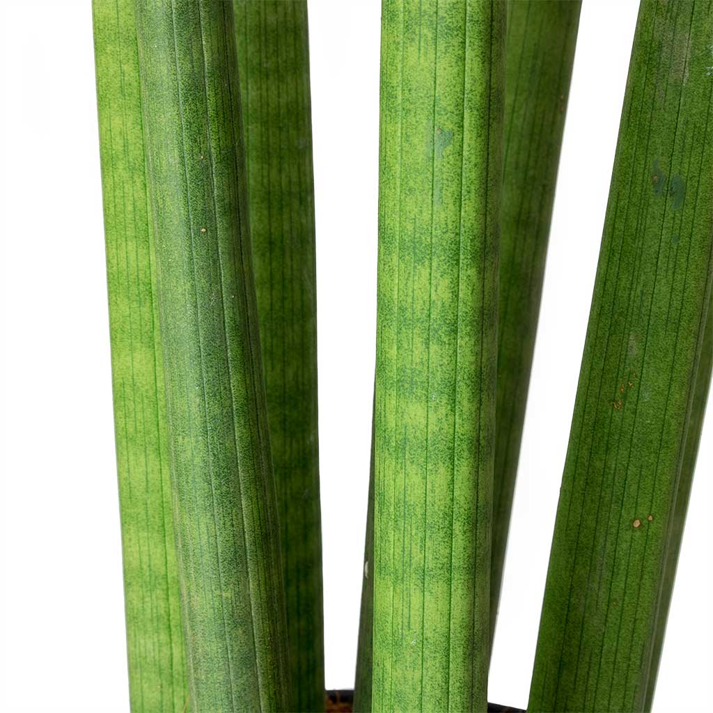 Sansevieria cylindrica Straight - Cylindrical Snake Plant Close Up