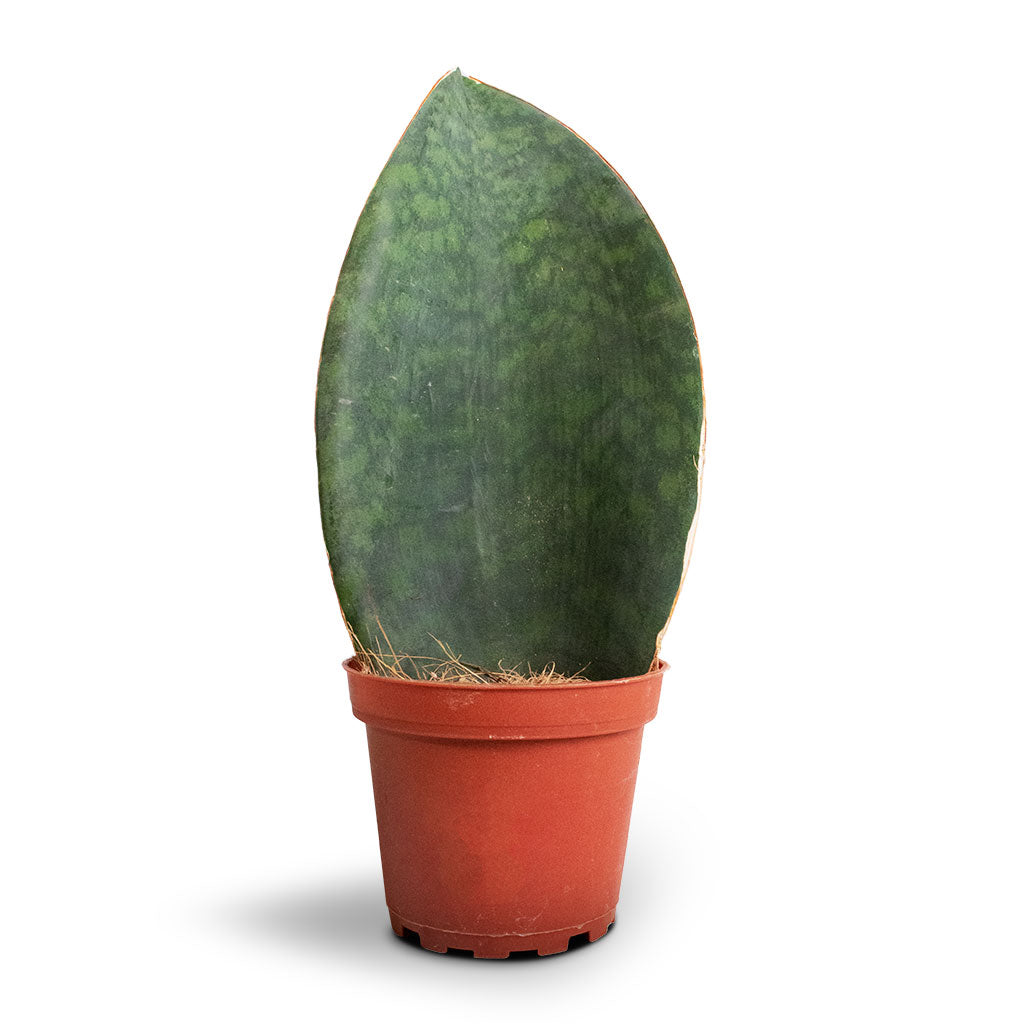Sansevieria masoniana Victoria - Shark Fin Snake Plant