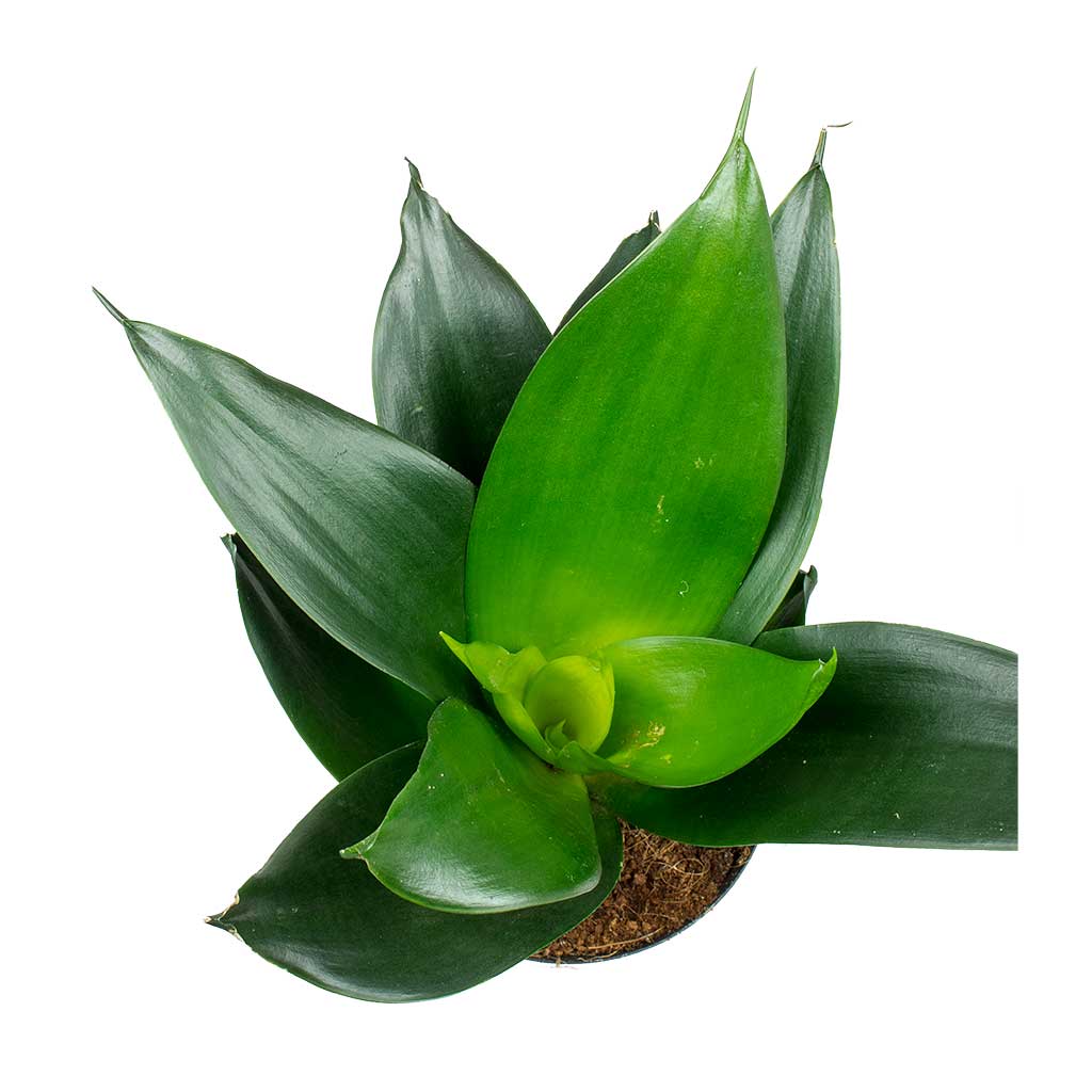 Sansevieria trifasciata Black Dragon - Snake Plant Leaves
