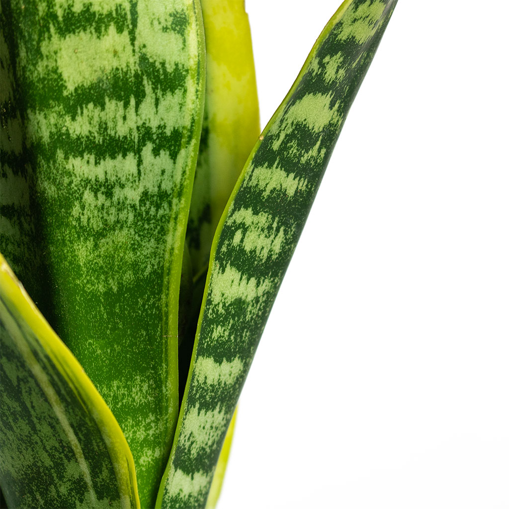 Sansevieria trifasciata Futura Superba 9cm Close-Up