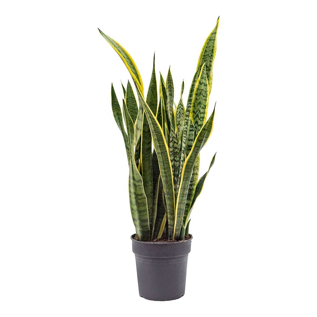Sansevieria trifasciata Laurentii - Variegated Snake Plant