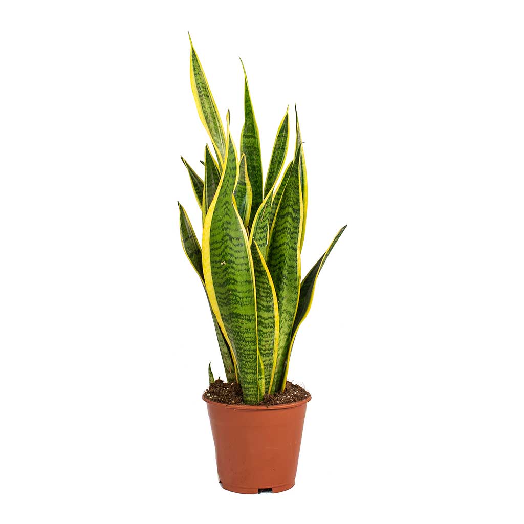 Sansevieria trifasciata Laurentii Variegated - Snake Plant Small