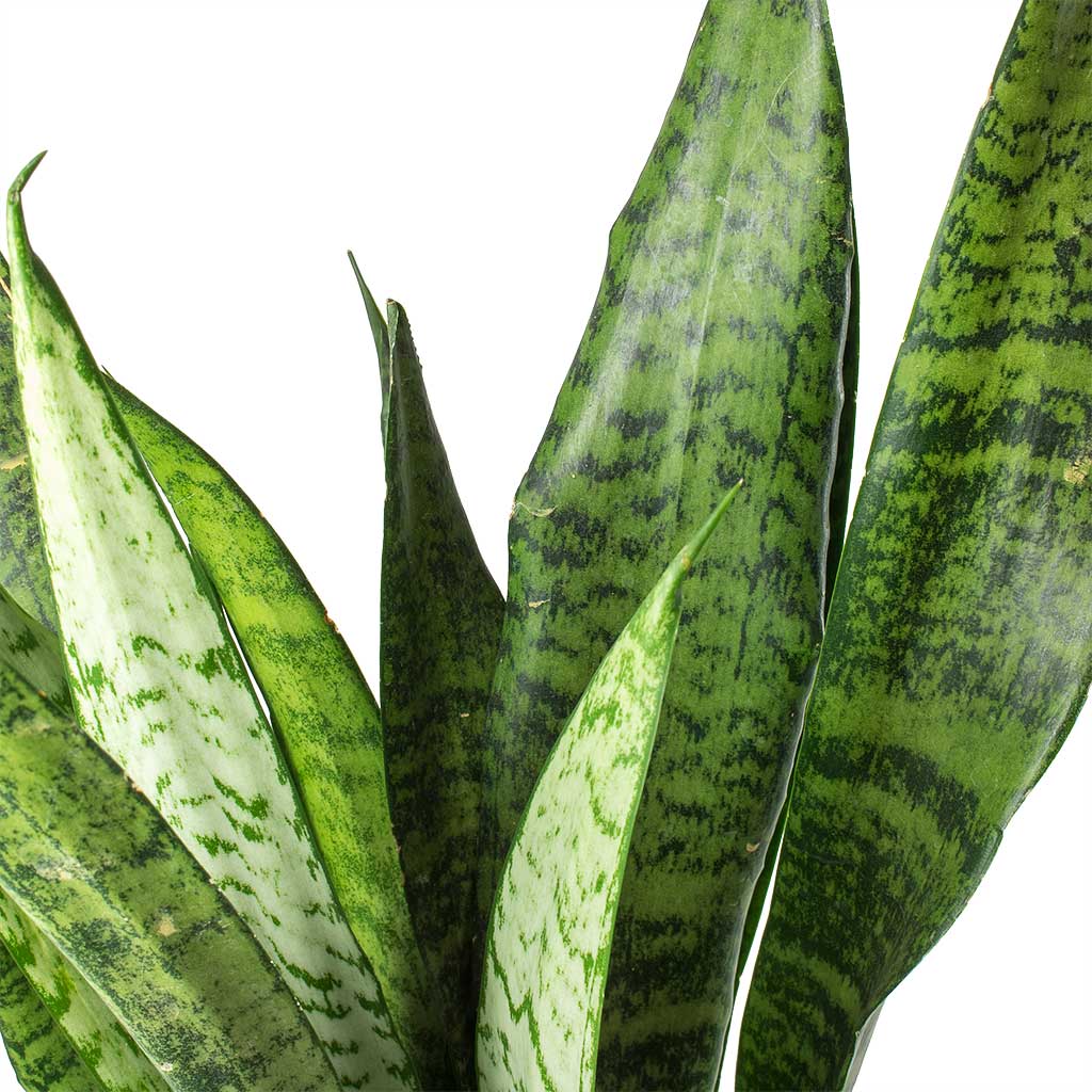 Sansevieria zeylanica - Snake Plant Stems