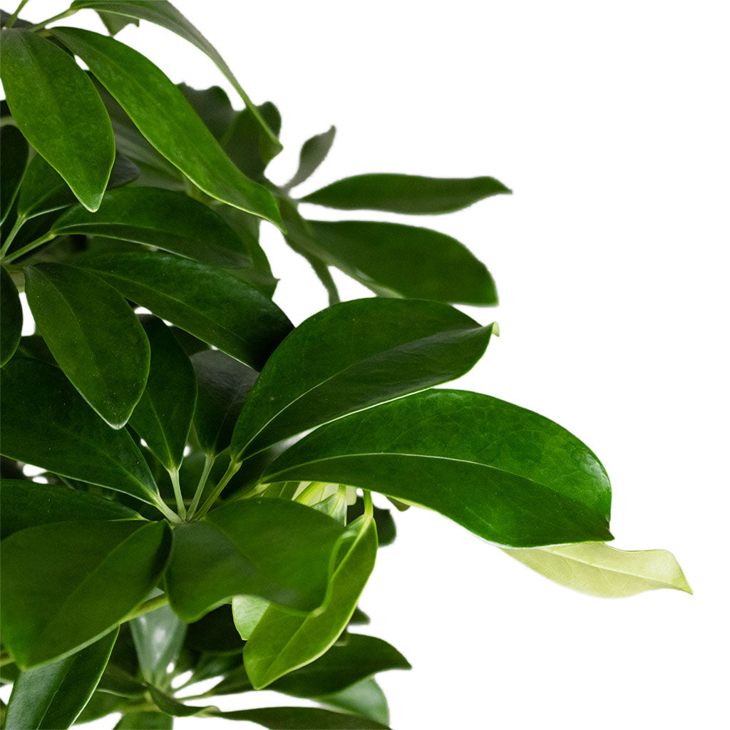 Schefflera arboricola Compacta - Dwarf Umbrella Tree - Leaves