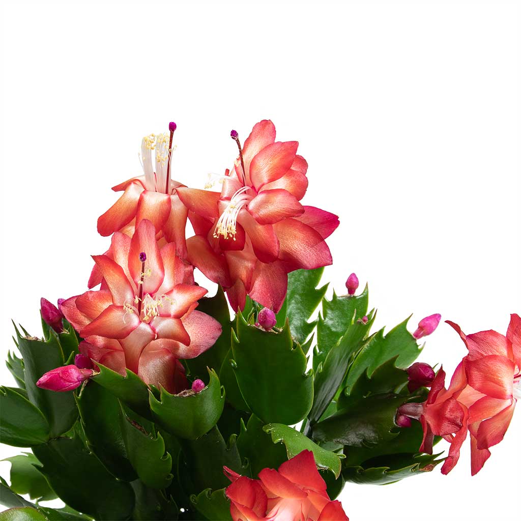 Schlumbergera - Christmas Cactus Houseplant- Red - Leaves & Flowers
