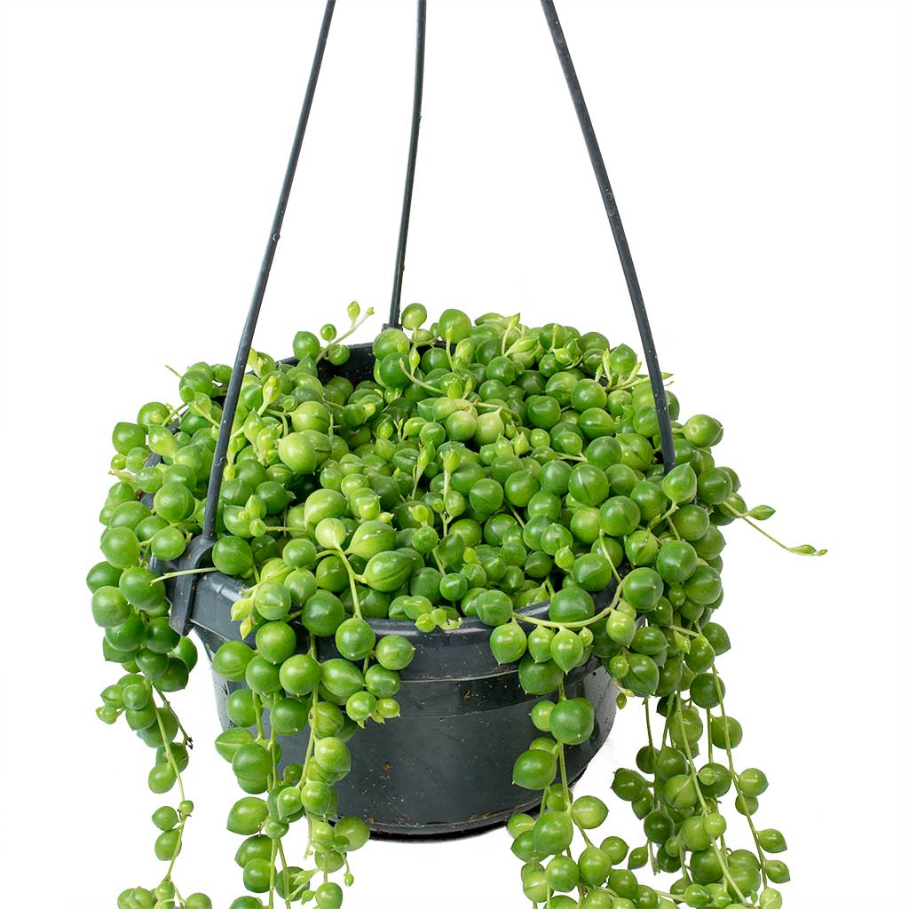 Senecio rowleyanus - String of Pearls Trails