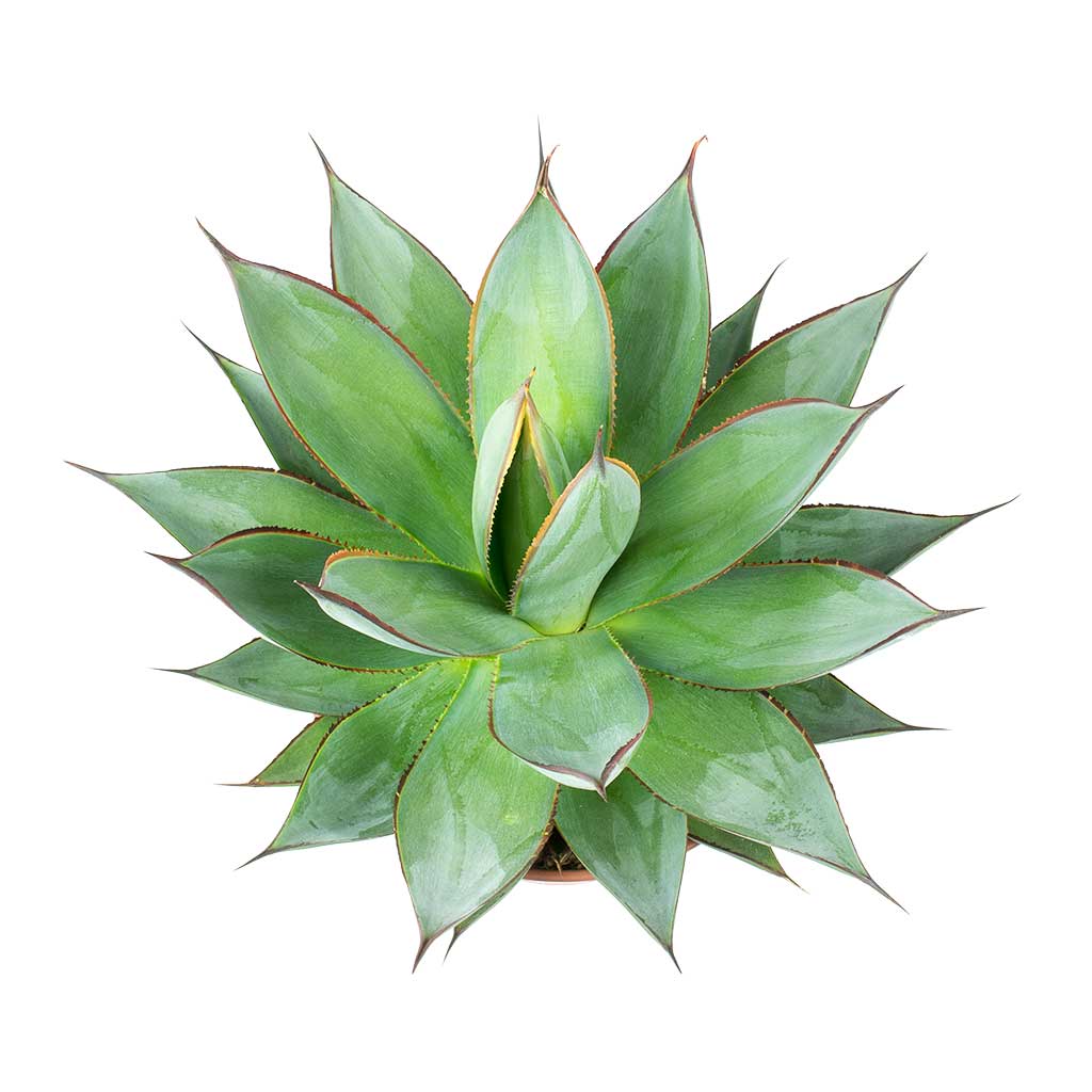 Agave Shaka Zulu Leaves