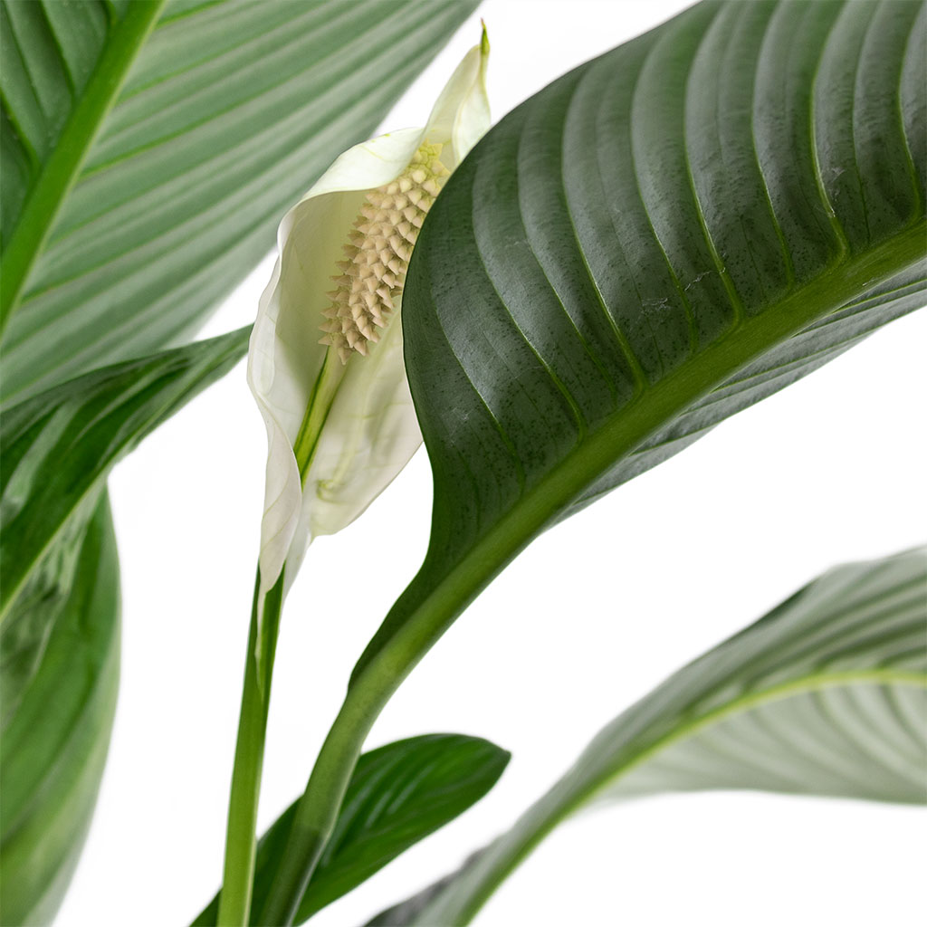 Spathiphyllum Sensation Peace Lily Close-Up