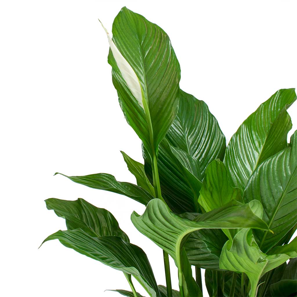 Spathiphyllum Sweet Lauretta - Peace Lily Leaves