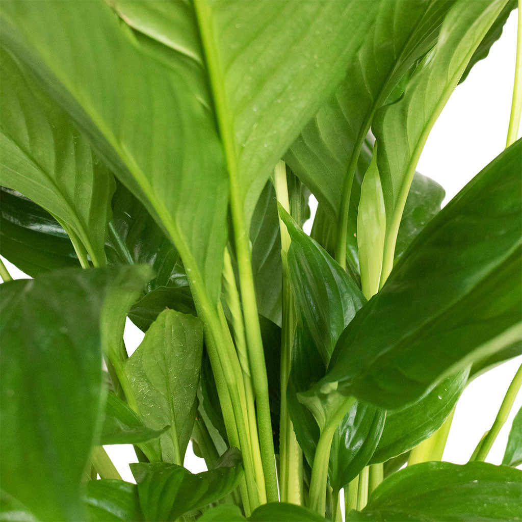 Spathiphyllum Vivaldi - Peace Lily Close Up