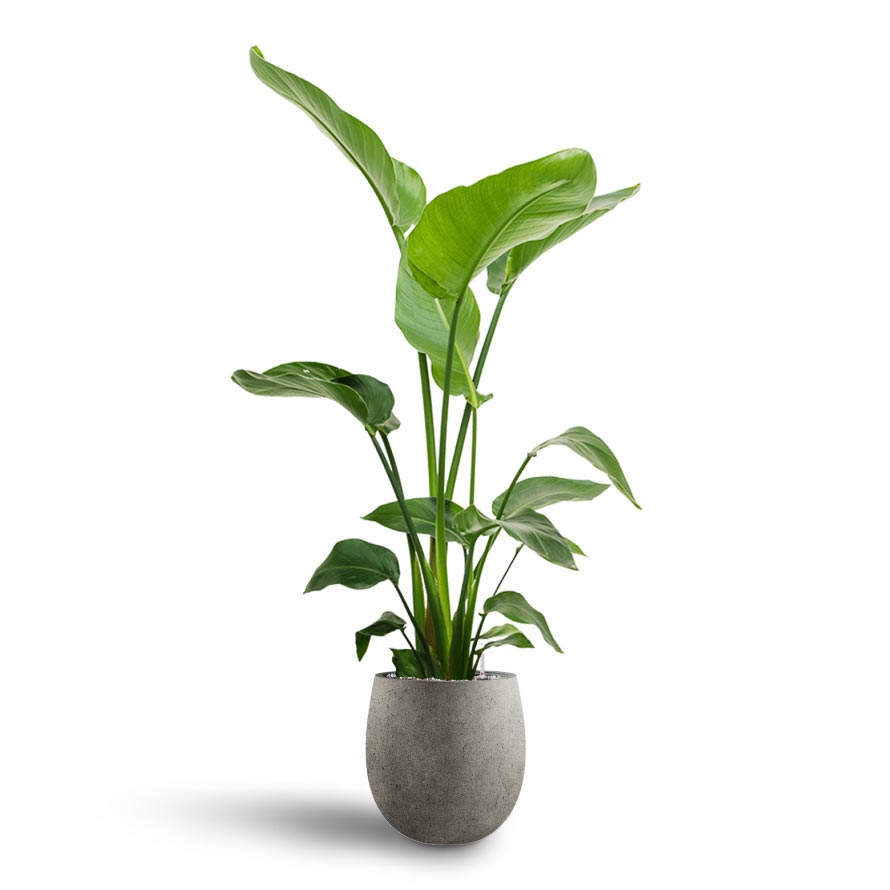 Strelitzia nicolai - Bird of Paradise - Hydroculture Indoor Plant & Grigio Balloon Plant Pot - Natural Concrete