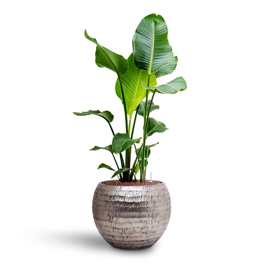 Strelitzia nicolai - Bird of Paradise - Hydroculture Indoor Plant & Opus Hammered Globe Planter - Silver