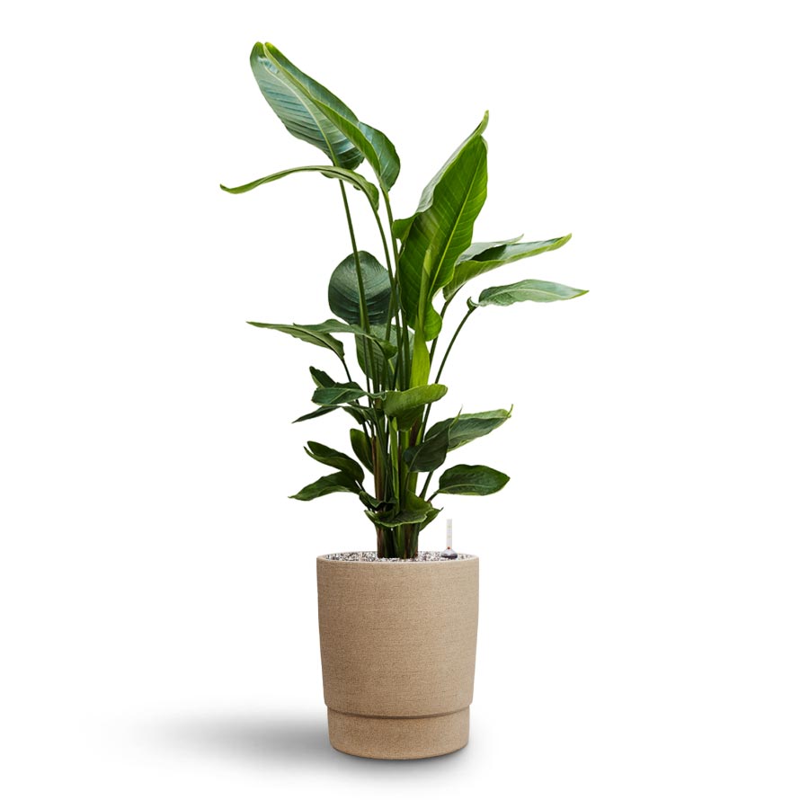 Strelitzia nicolai - Bird of Paradise - Hydroculture Indoor Plant & Chao Plant Pot - Concrete