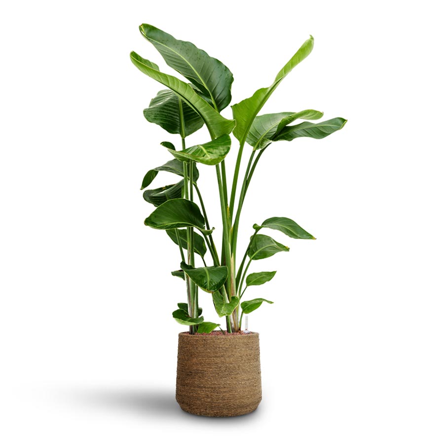 Strelitzia nicolai - Bird of Paradise - Hydroculture Indoor Plant & Patt Plant Pot - Straw Grass