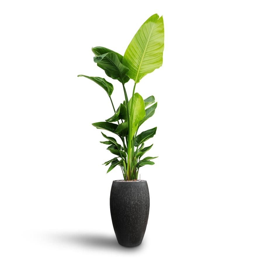 Strelitzia nicolai - Bird of Paradise - Hydroculture & Raindrop Tall Vase Planter - Anthracite