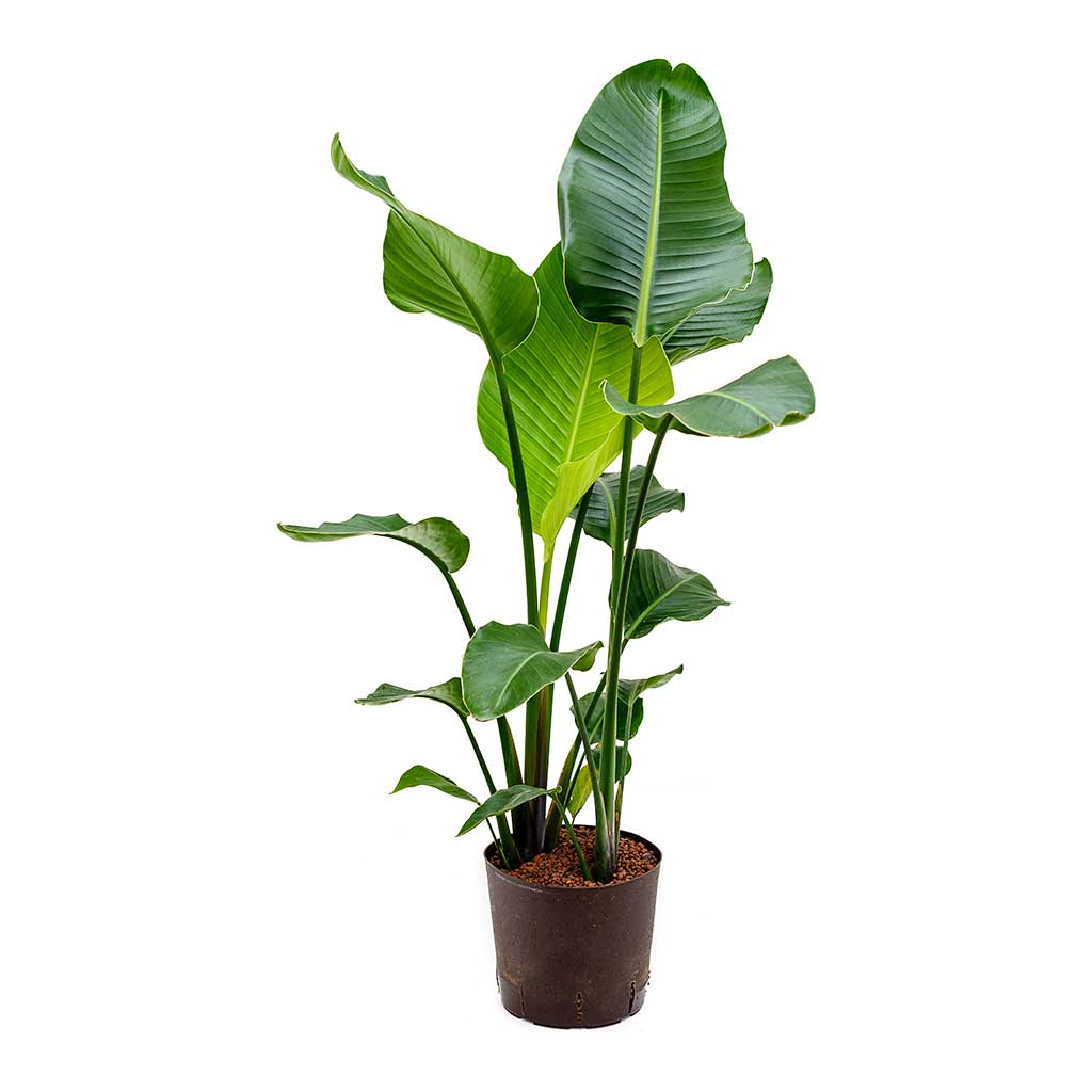 Strelitzia nicolai Bird of Paradise Hydroculture Indoor Plant