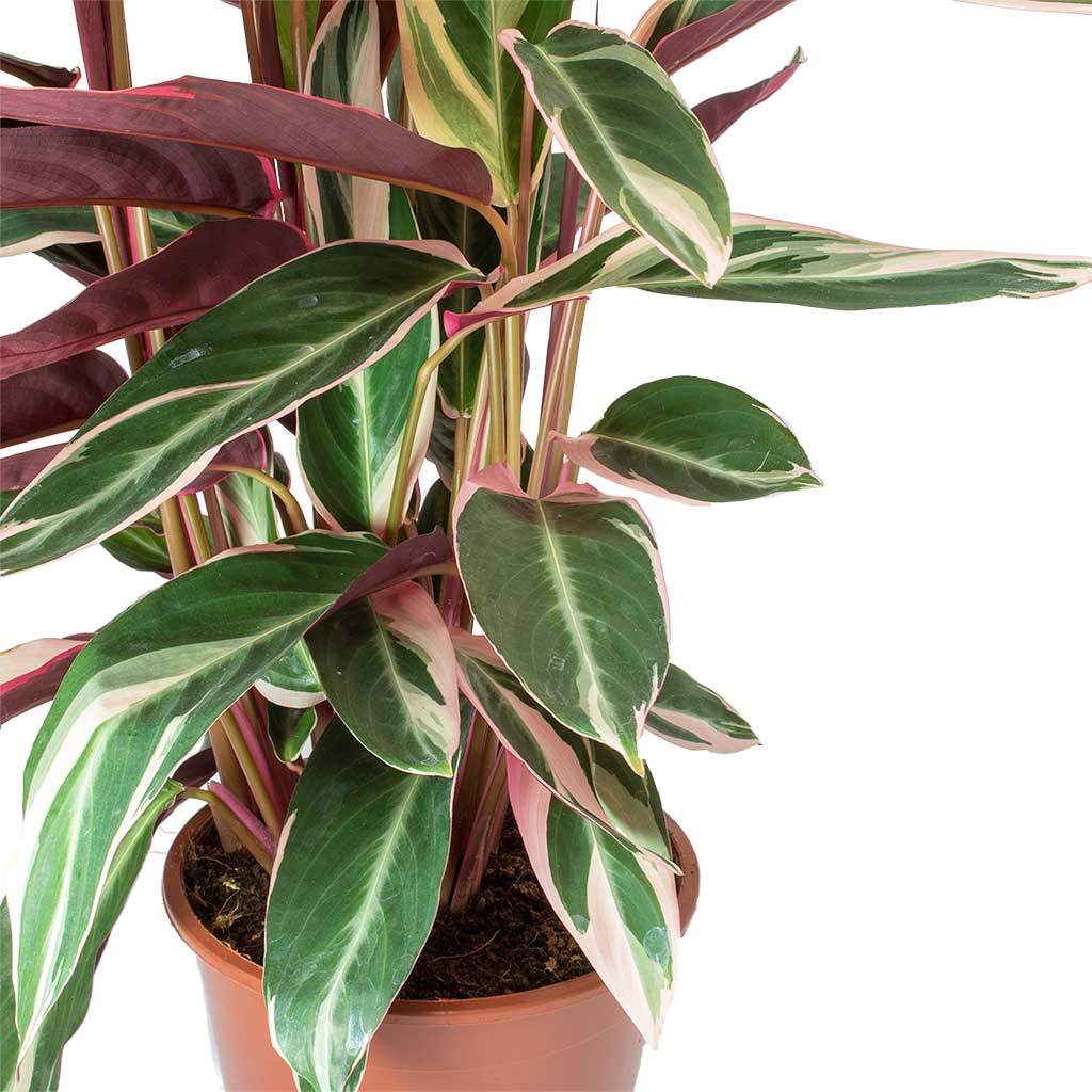 Stromanthe sanguinea Triostar Leaves