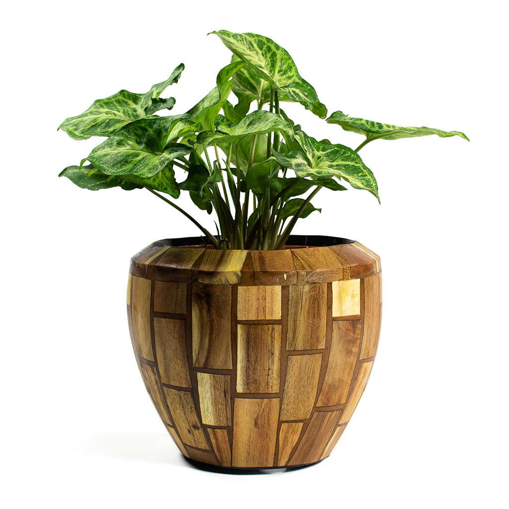 Syngonium nephphytis Arrow Arrow Plant with Facets Couple Planter Jenga