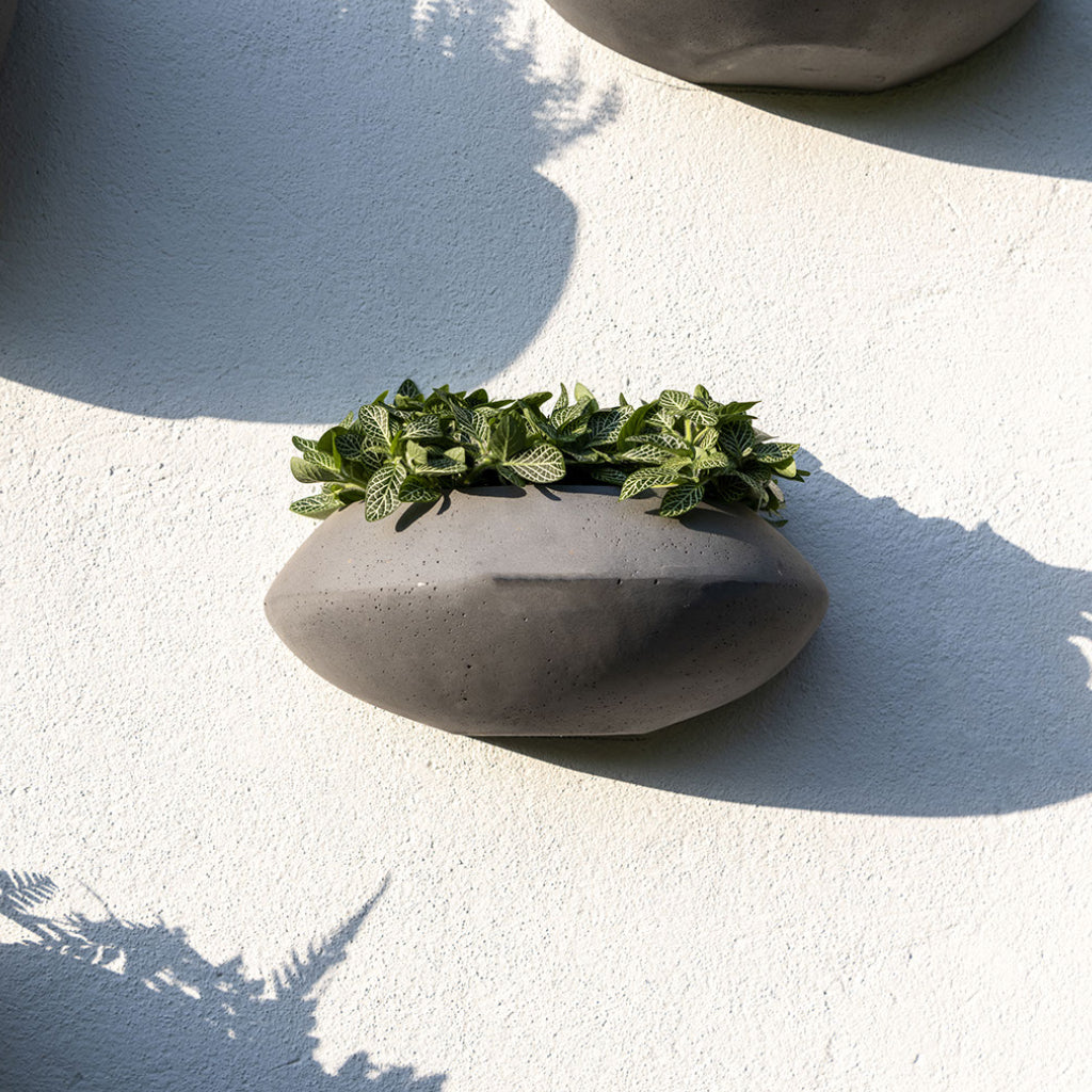 Tara Natural Wall Planter - Black & Fittonia Outdoors