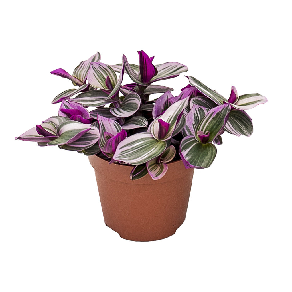 Tradescantia albiflora Nanouk Fantasy Venice Small