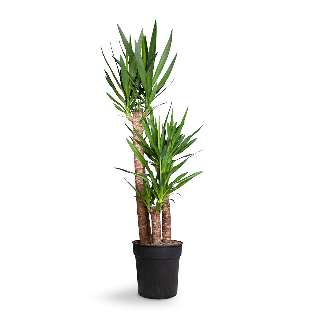 Yucca elephantipes - Spineless Yucca XL