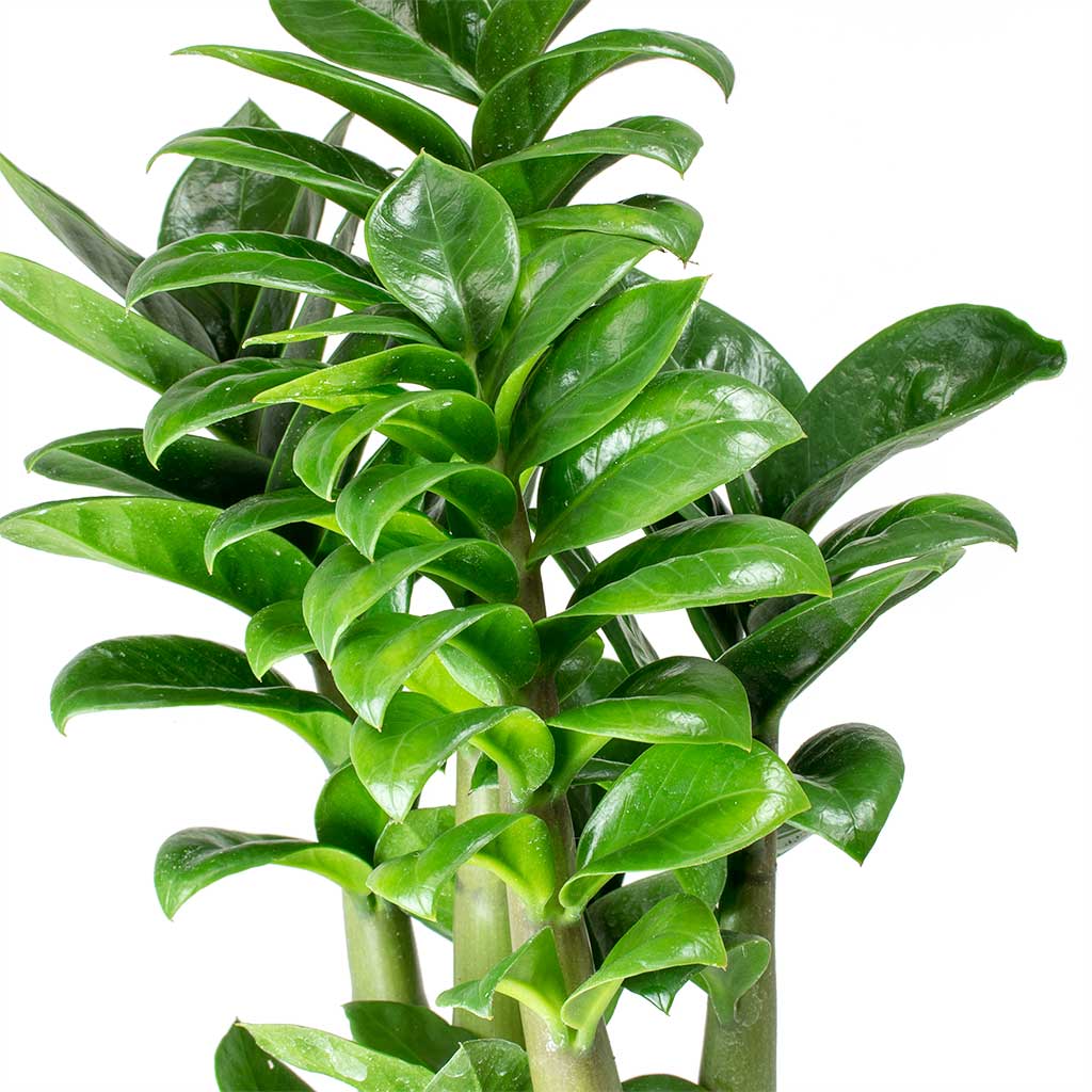 Zamioculcas zamiifolia Zenzi - Zenzi ZZ Plant Leaves