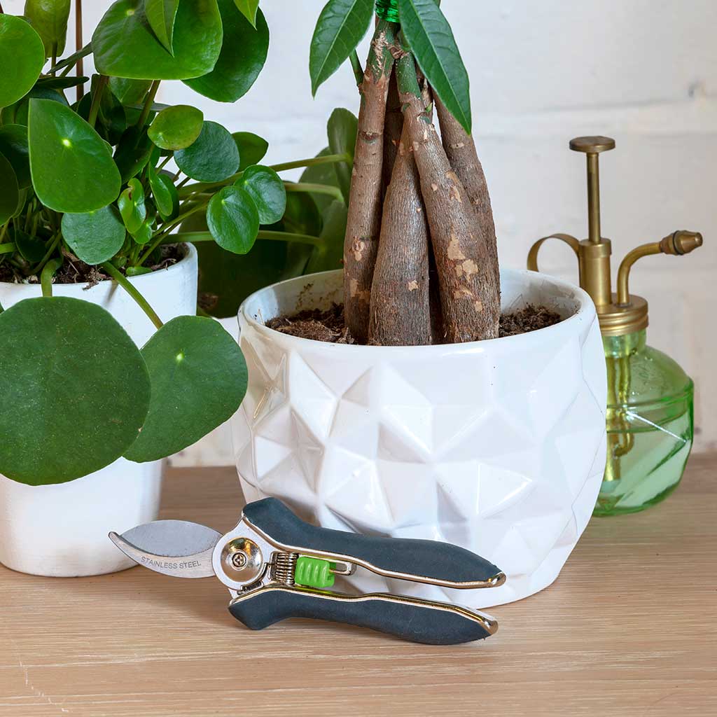 Houseplant Pruner & Houseplants