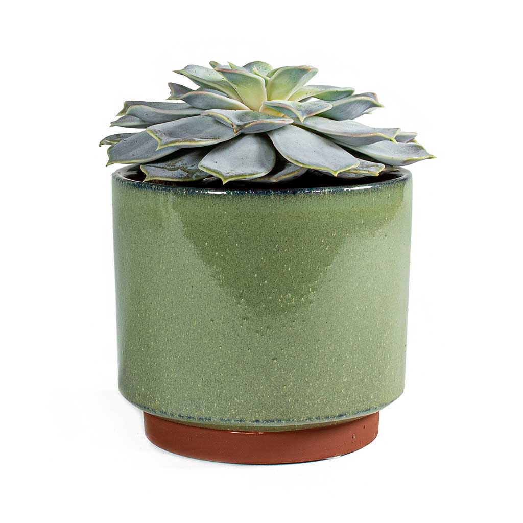 Malibu Plant Pot Green & Echeveria lilacina - Ghost Echeveria