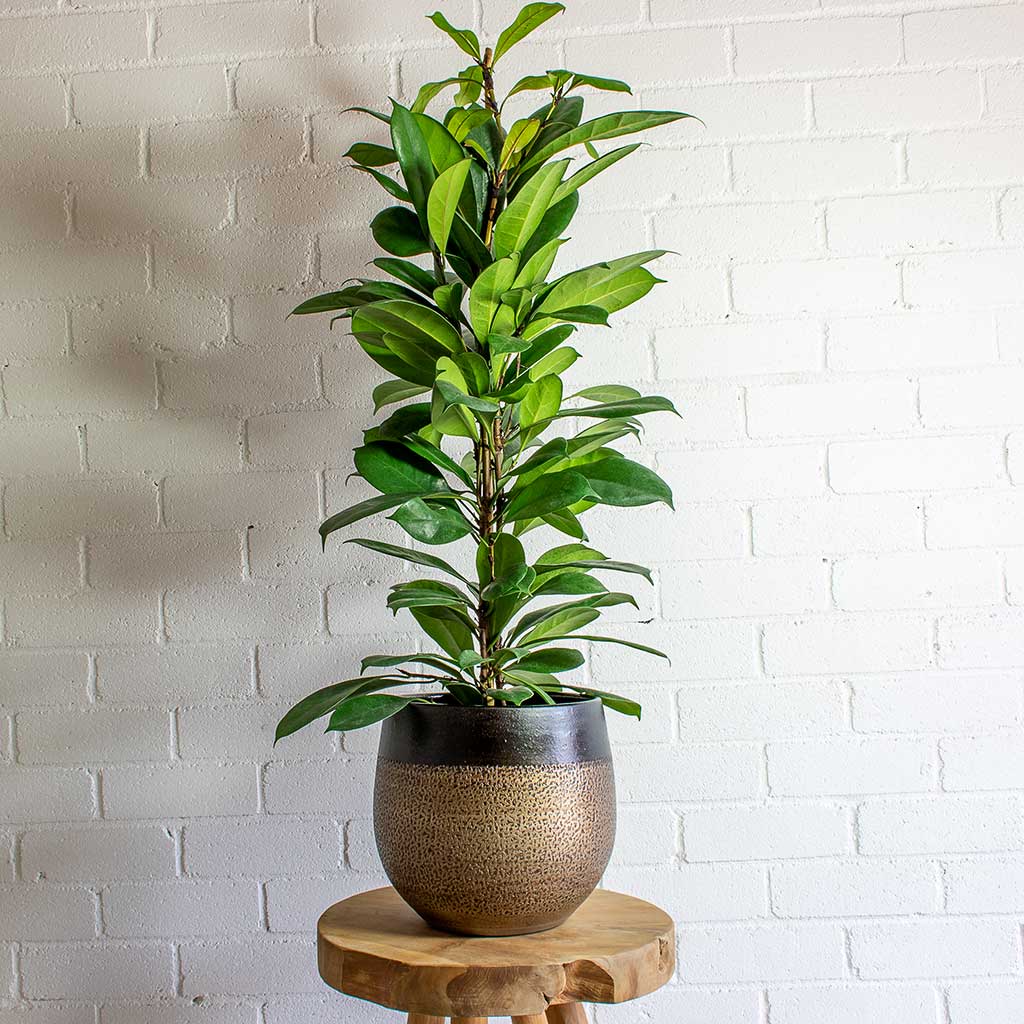 Mya Deep Champagne Plant Pot & African Fig