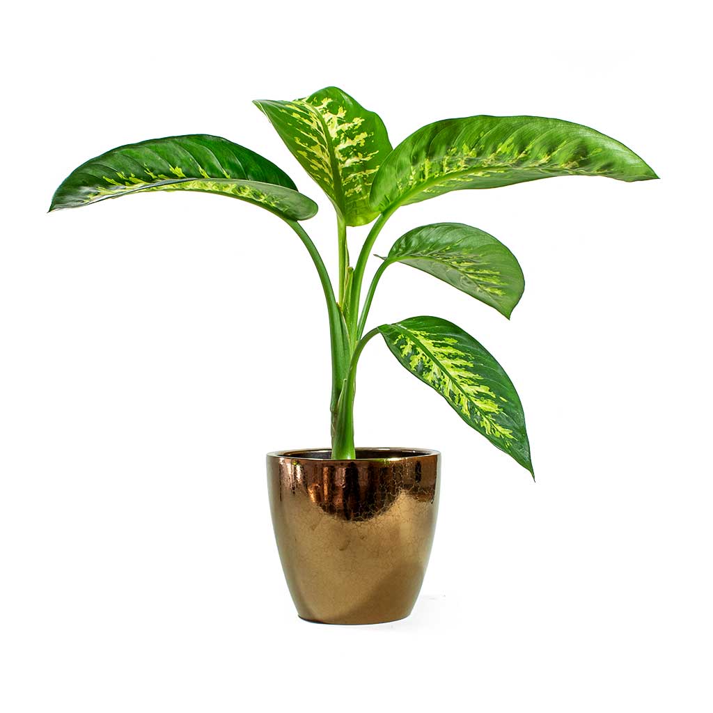 Sven Gold Plant Pot & Dieffenbachia seguine Tropic Snow Dumb Cane Houseplant