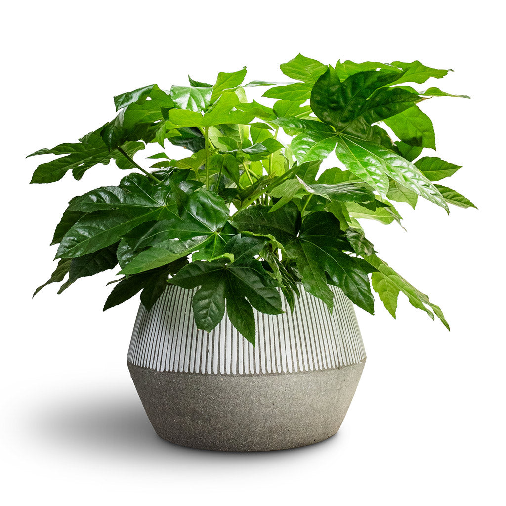 Fatsia japonica Maintenance & Care Checklist