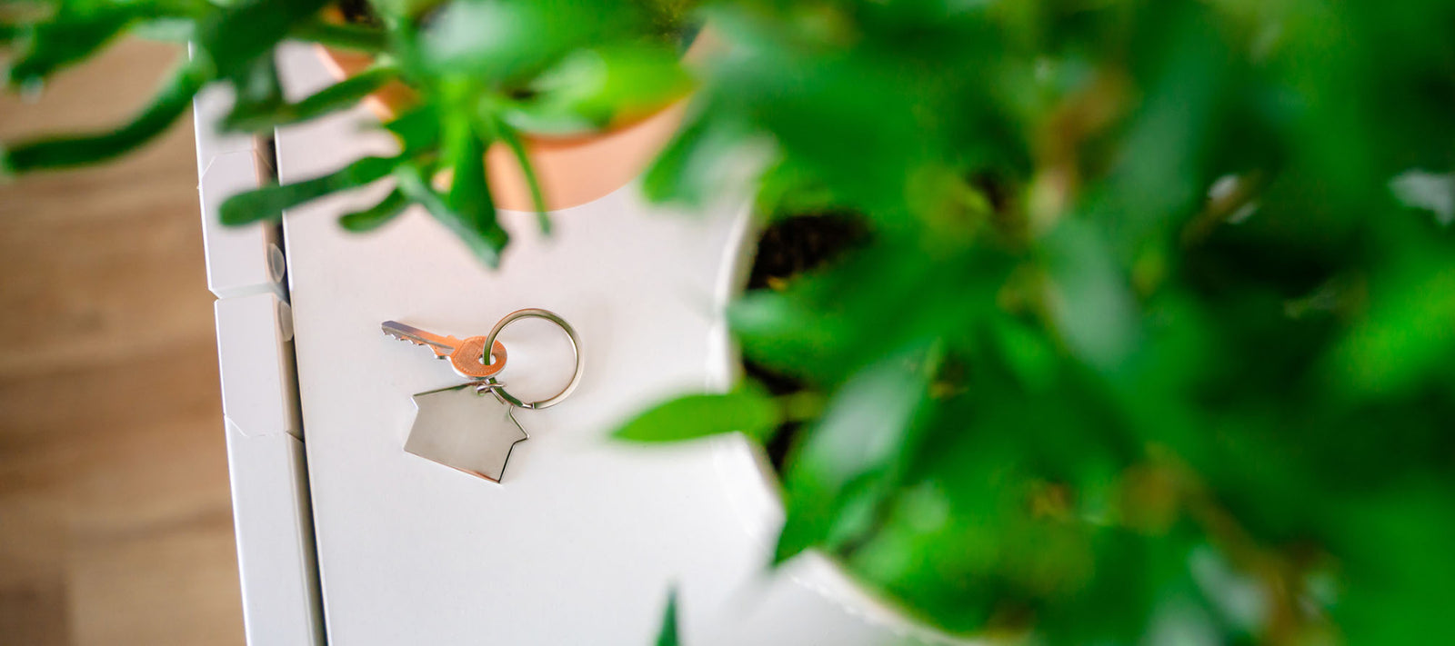 Home Staging - Harnessing The Power Of Indoor Plants