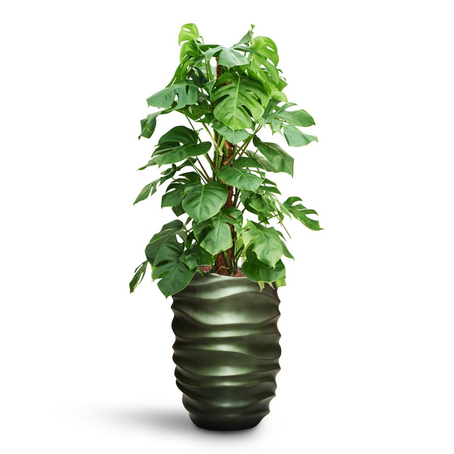 Monstera Maintenance & Care Checklist