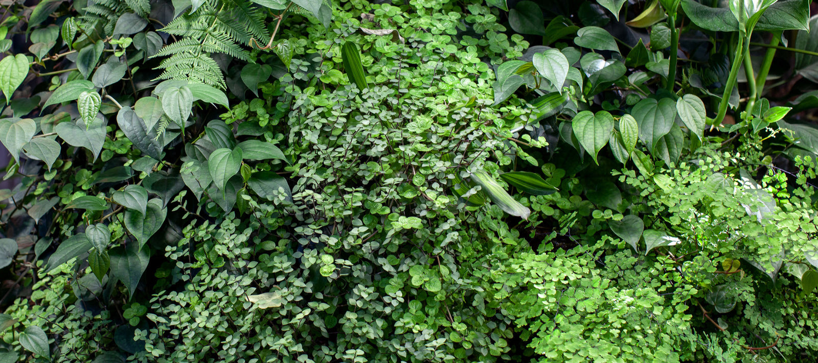 Interior Rewilding – Creating An Office Jungle