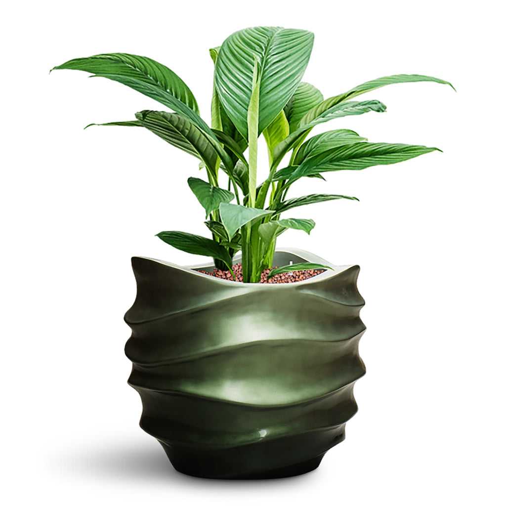 Spathiphyllum Maintenance & Care Checklist