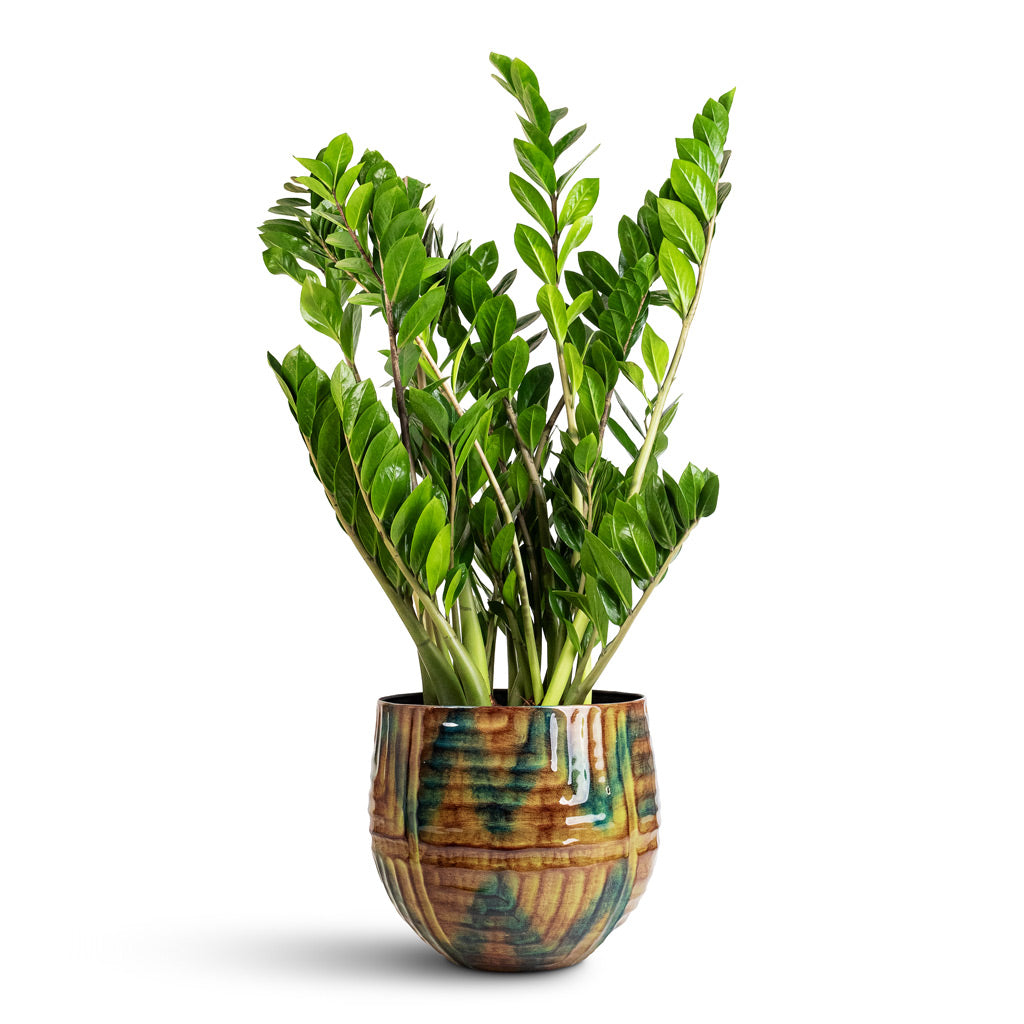 ZZ Plant Maintenance & Care Checklist