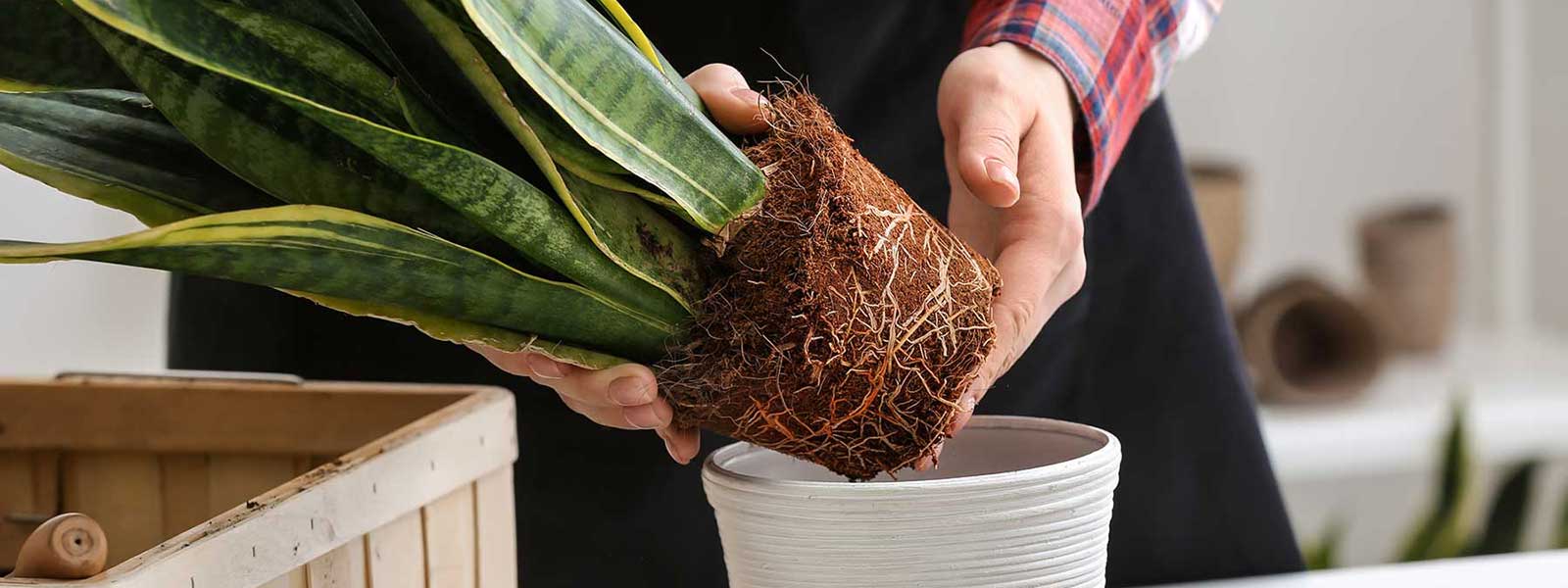 Ready For A Repot?
