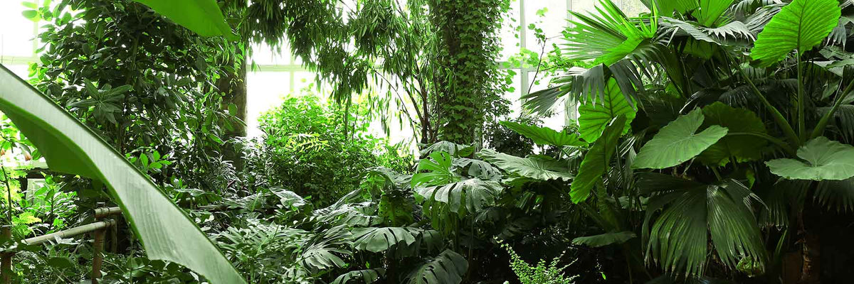 Find Your Perfect Houseplant. Houseplants delivered direct. Choose from over 200 varieties of houseplant. Create your perfect houseplant vibe with quality assured indoor plants from the world's best growers. A better way to buy houseplants.