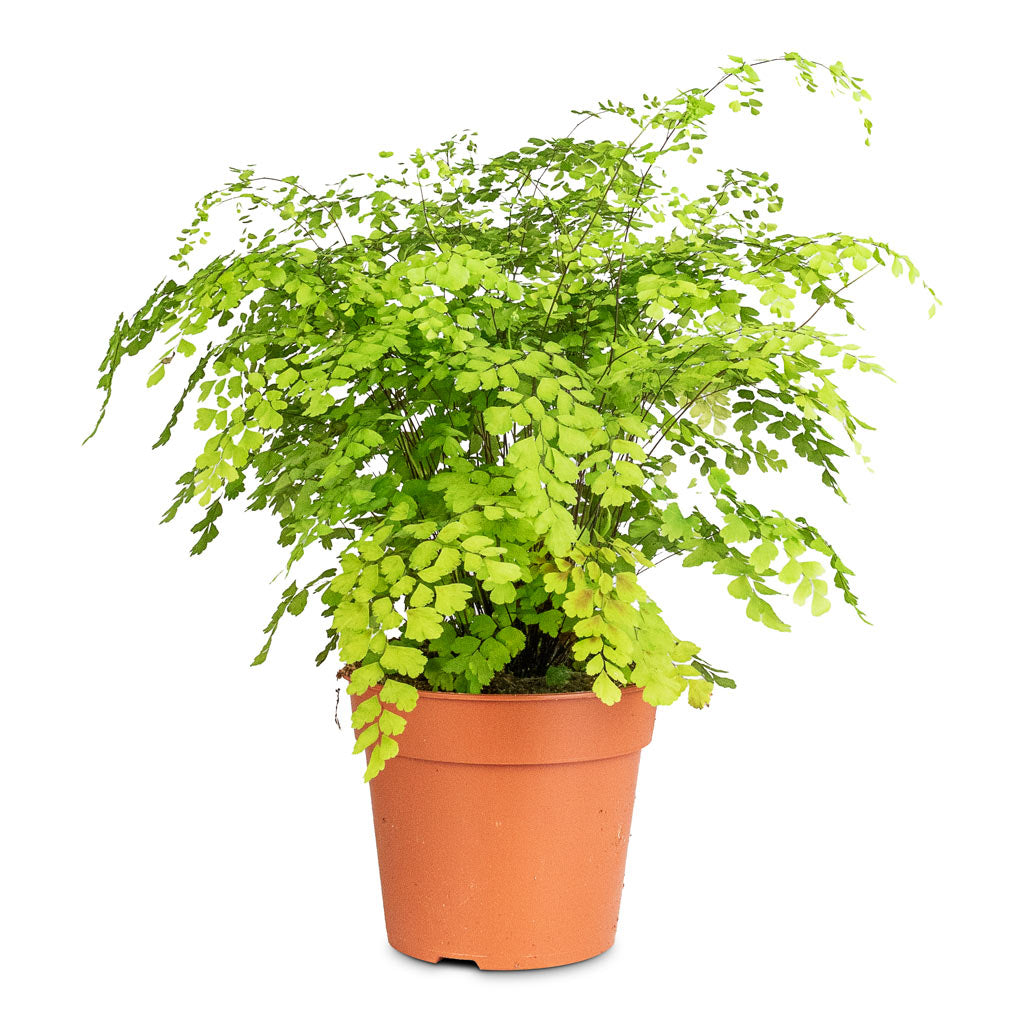 Adiantum Fragrans - 17x40cm