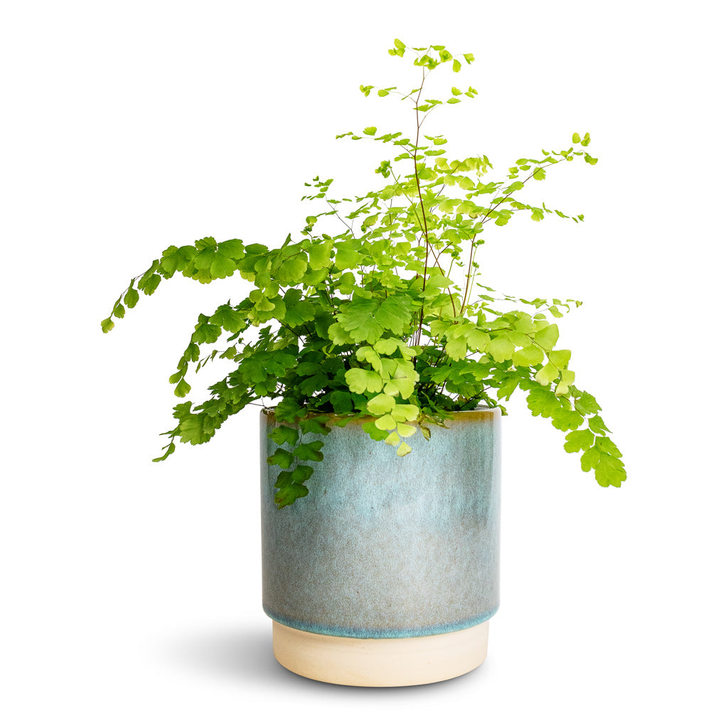 Adiantum Fragrans - Delta Maidenhair Fern & Copenhagen Plant Pot - Aqua