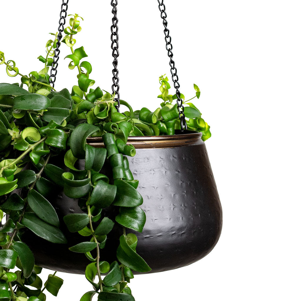 Aeschynanthus Rasta In Sahara Hanging Pot Slate