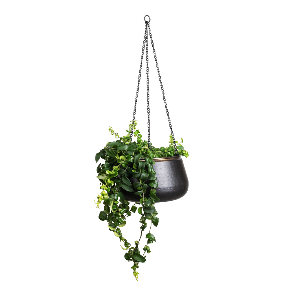 Aeschynanthus Rasta In Sahara Hanging Pot Slate 